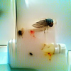 In my medicine cabinet the winter fly has died of old age.png