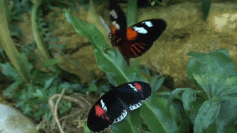 Mariposa Electrique